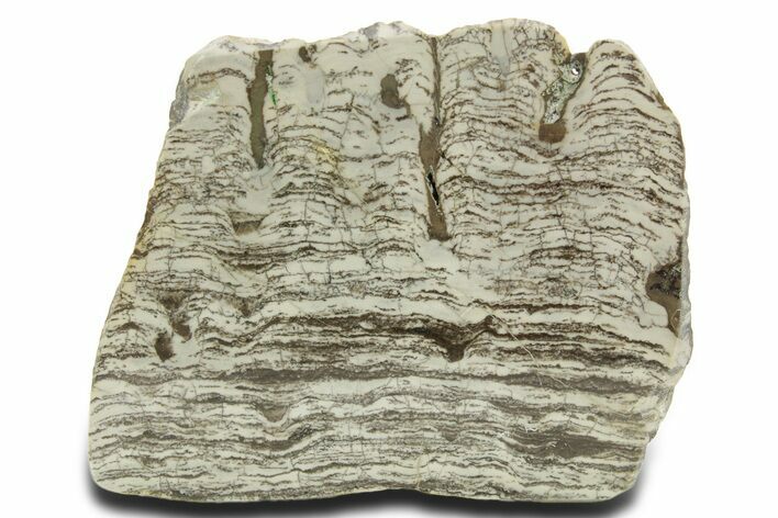 Polished Precambrian Stromatolite Section - Siberia #363044